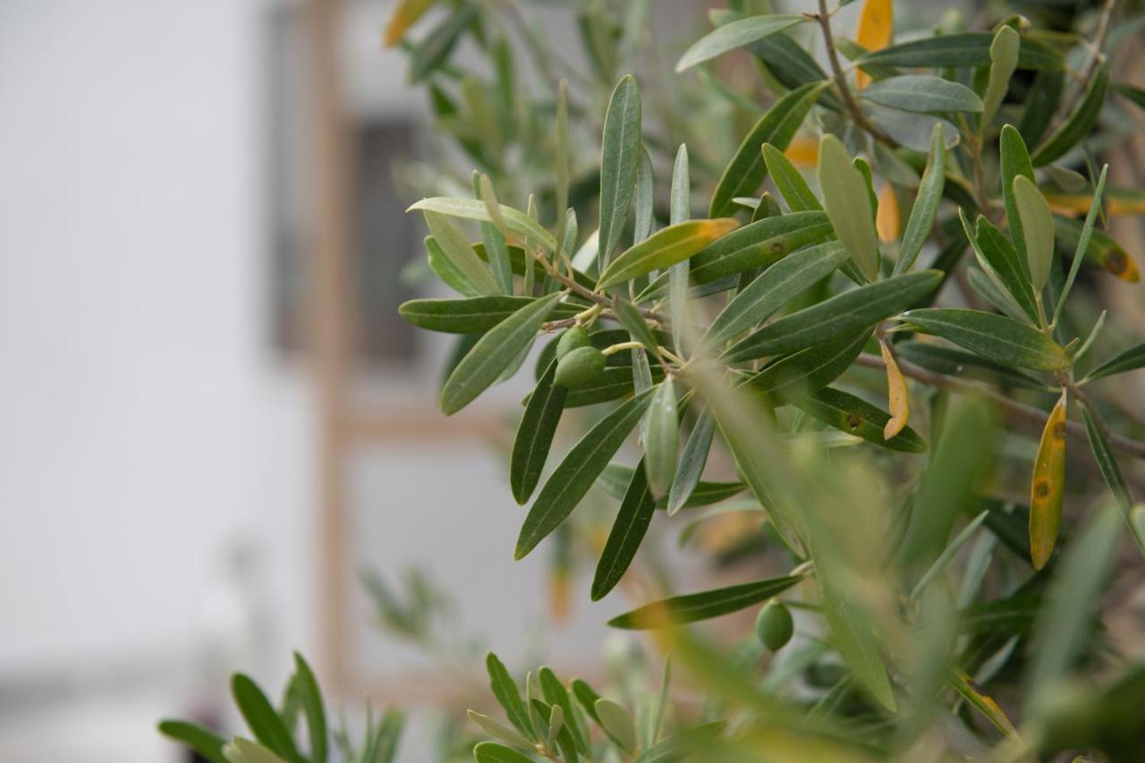 דירות Ormília Agrikia Tis Vasilikis מראה חיצוני תמונה