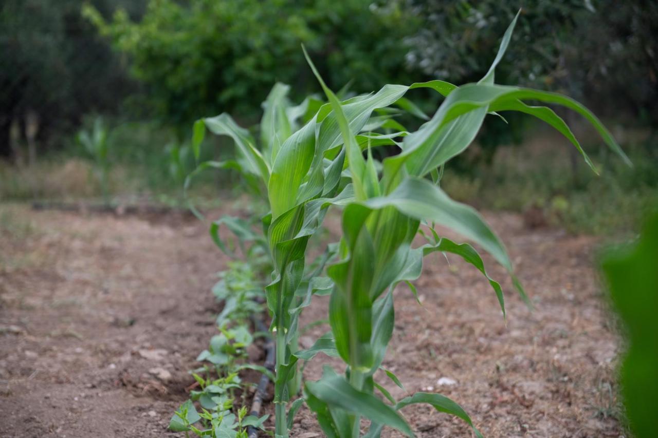 דירות Ormília Agrikia Tis Vasilikis מראה חיצוני תמונה