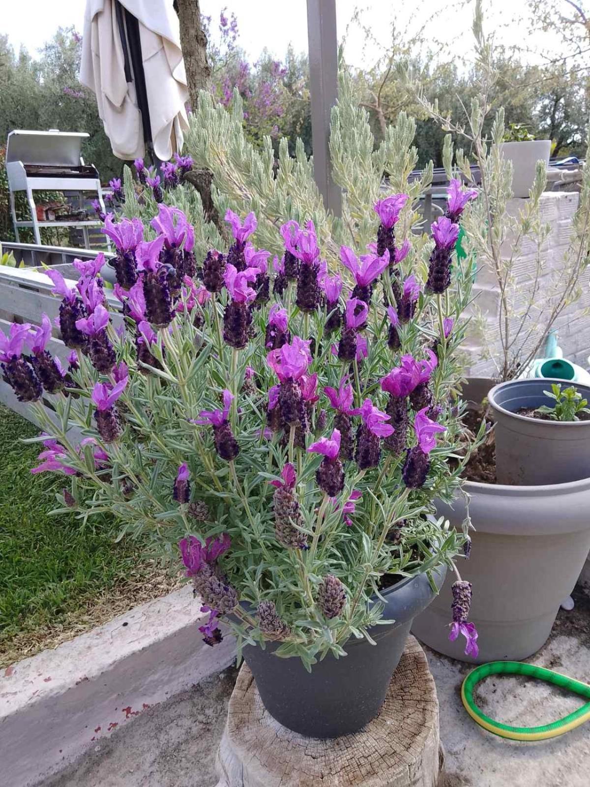 דירות Ormília Agrikia Tis Vasilikis מראה חיצוני תמונה